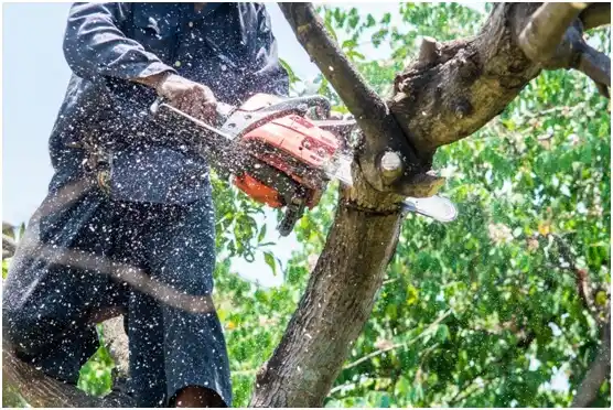 tree services Hancock